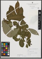 Foto von Salix appendiculata Vill.